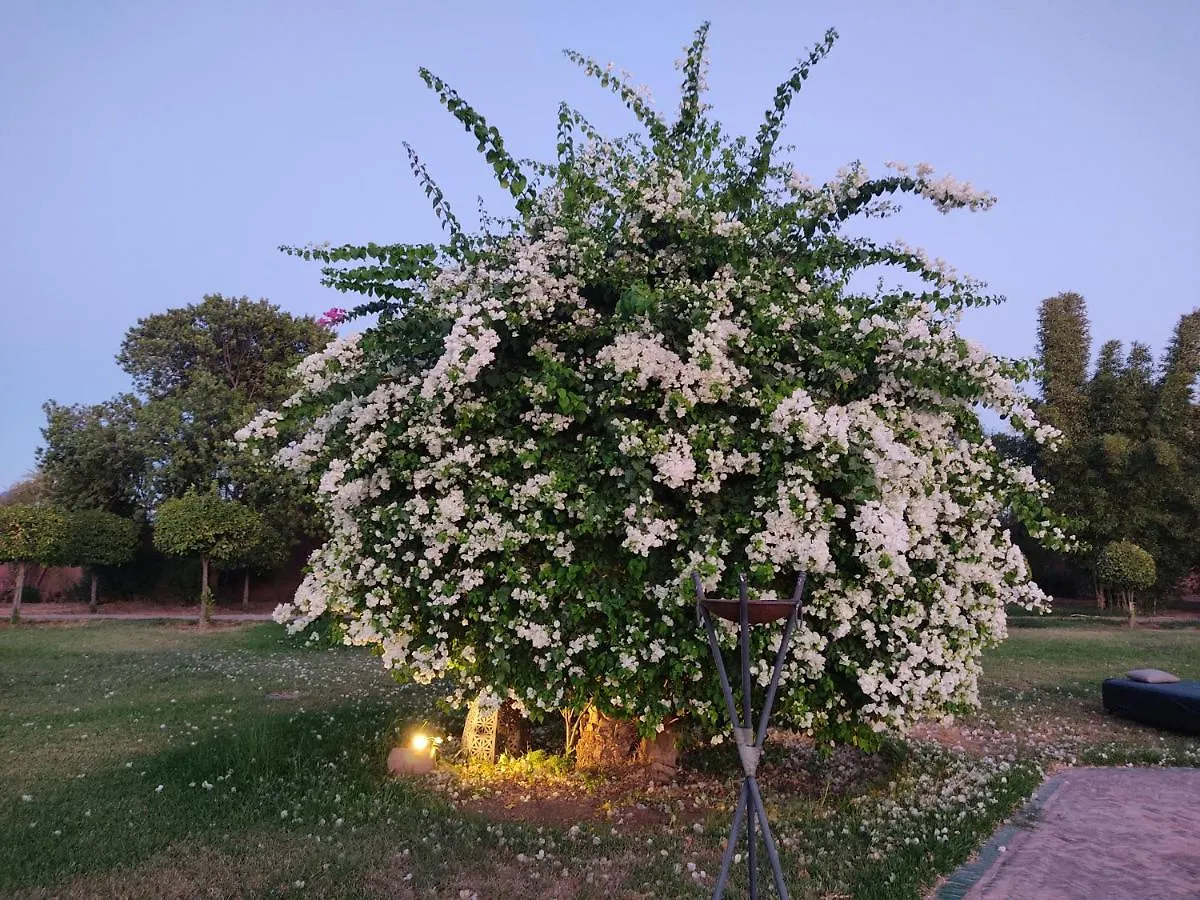 Nomadz Palace Touggana Hotel